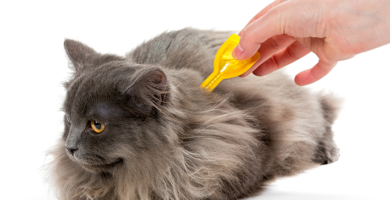 eliminar pulgas em gatos