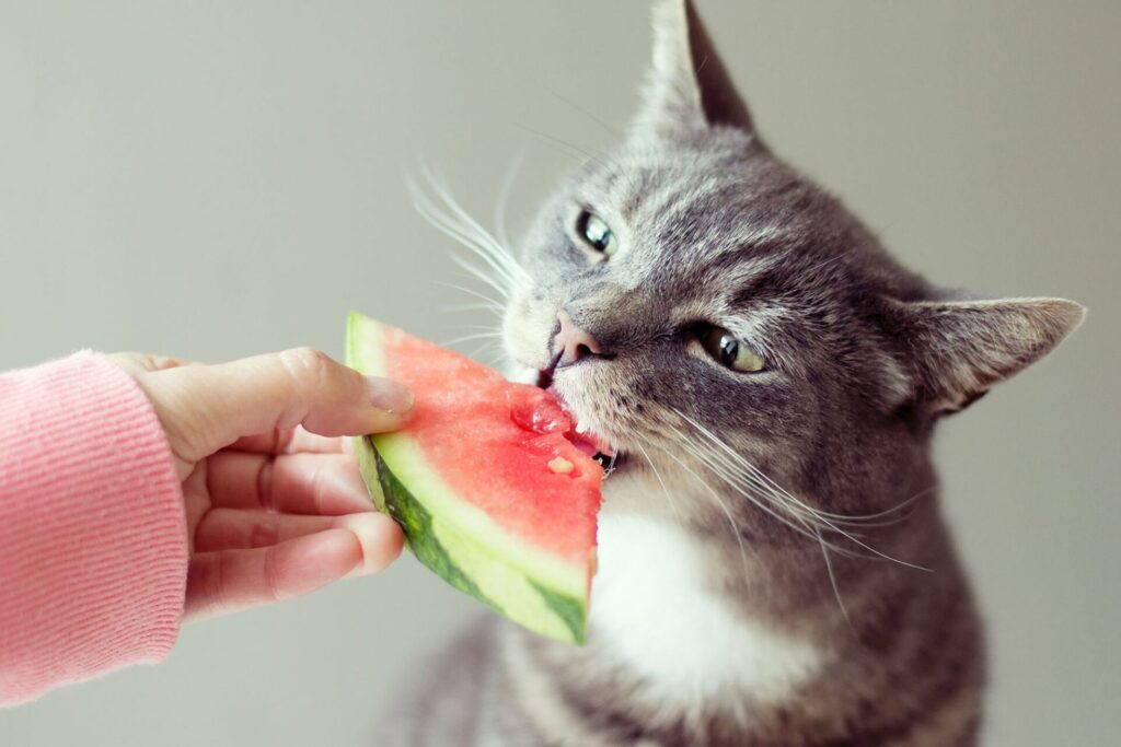 Gatos podem comer melancia
